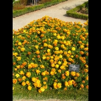 Oeillet d'Inde, Tagetes patula cv Durango bee (fam Composees) (1)
